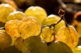 /album/www-fabiobecorpi-it/a24-grapes-nr4-jpg/